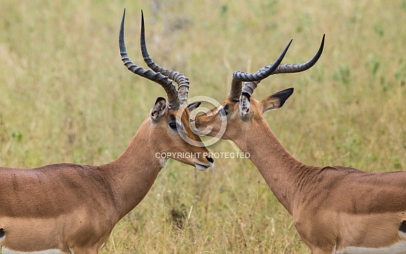 Male Impala
