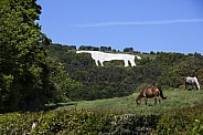 Horses in a meadow - White Horse