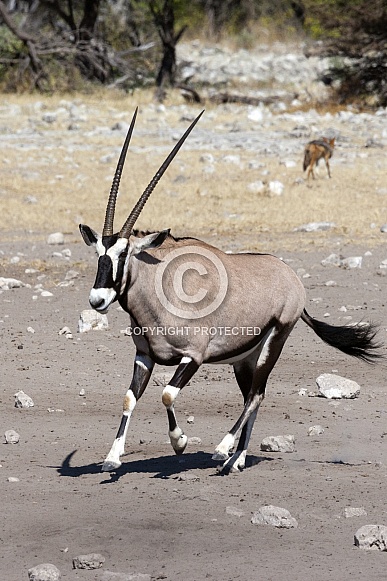 Gemsbok Antelope - Namibia Gemsbok Antelope - Namibia