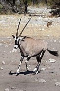 Gemsbok Antelope - Namibia