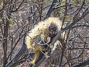 A Porcupine Feeding in a Tree in Alaska