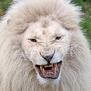 White lion (Panthera Leo)