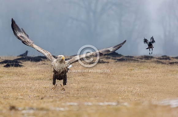 White tailed eagle or European Eagle