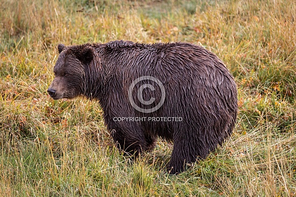 Alaskan Bear 1