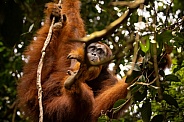 Sumatran orangutan in the jungle.