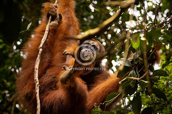 Sumatran orangutan in the jungle.
