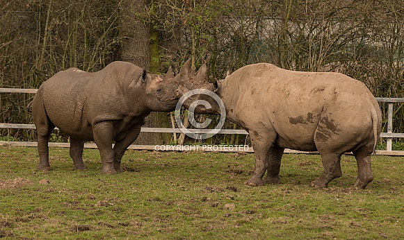 Black Rhino