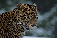 Sri Lanka Panther