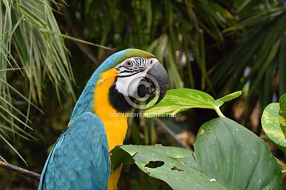Blue and yellow macaw Blue and yellow macaw
