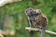 Lac Alaotra bamboo lemur