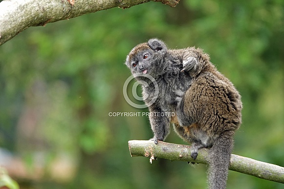 Lac Alaotra bamboo lemur