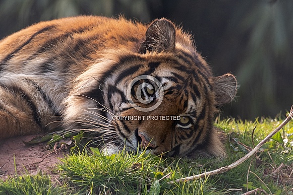 Sumatran Tiger Lying Down Close Up