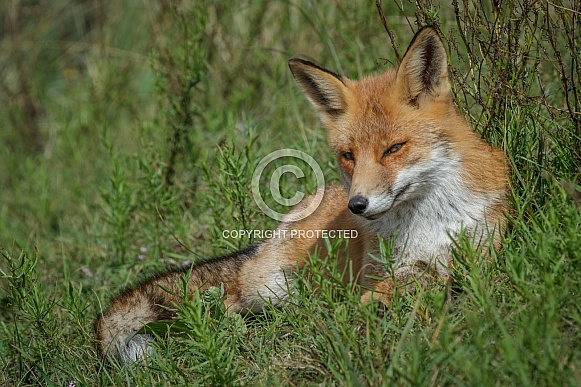 Red Fox in the wild