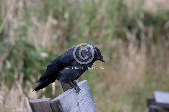 Jackdaw Jackdaw