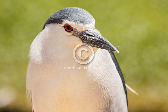 black crowned night heron close up