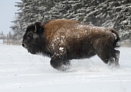 American Bison charging through the snow