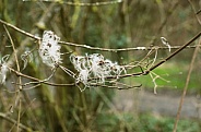 Close up of dried seed pods on a bare tree branch