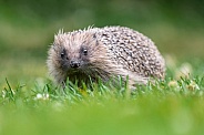 Hedgehog