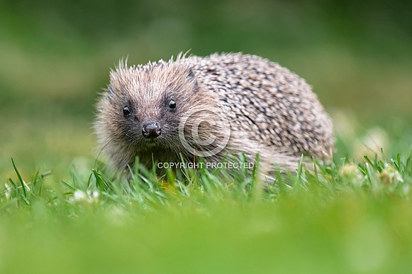 Hedgehog