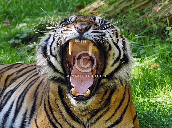 Sumatran Tiger