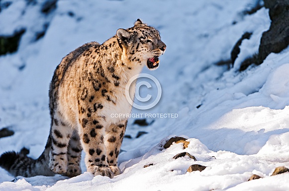 Snow Leopard