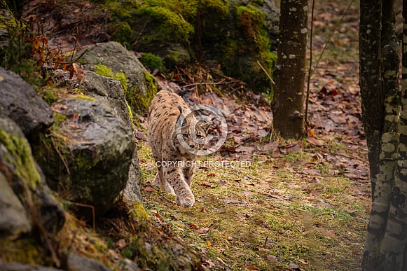 Eurasian lynx in the nature habitat. Beautiful and charismatic animal. Wild Europe. European wildlife. Animals in european forests. Lynx lynx.