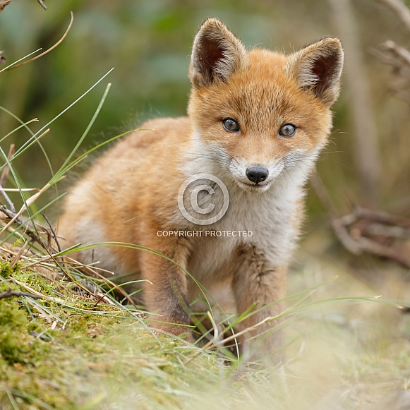 Red fox cubs