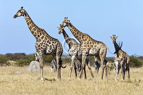 Giraffe - Savuti region of Botswana Giraffe - Savuti region of Botswana