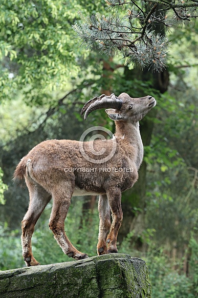 The Alpine ibex (Capra ibex)