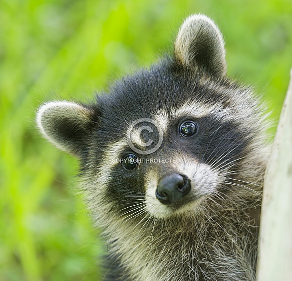Raccoons