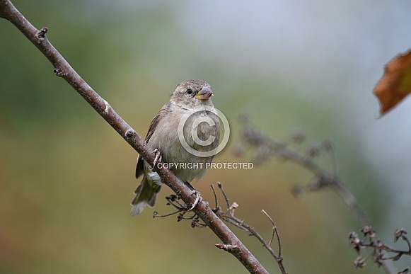 Female House Sparrow Female House Sparrow