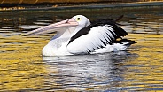 Pelican cruising with a catch in its bill