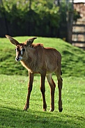 Roan antelope calf