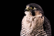 Falcon Close Up Head Shot Black Background