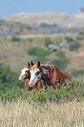 Wild Horse (Equus caballus)