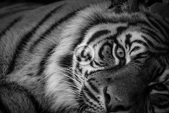 Sumatran Tiger Black and White Sumatran Tiger Black and White