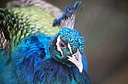 Green peafowl (pavo muticus)
