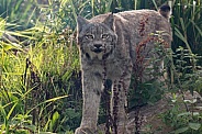 Canada Lynx Standing