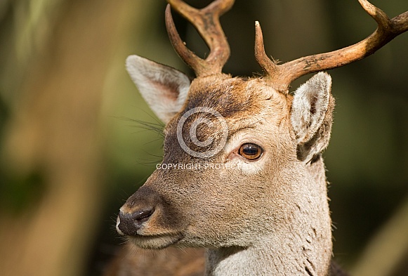 Fallow deer