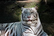 White Tiger