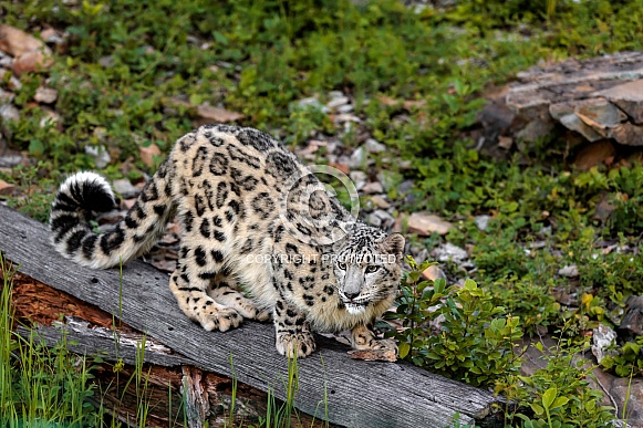 Snow Leopard-Snow Leopard Crouching Snow Leopard-Snow Leopard Crouching