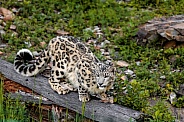 Snow Leopard-Snow Leopard Crouching