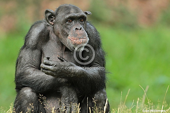 Chimpanzee Chimpanzee