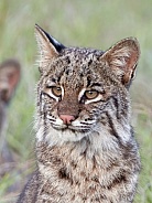 Bobcat
