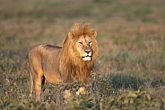 Male lion in the morning sun