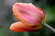 Close up of wet orange tulip