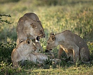 Lioness scolding her cubs while playing