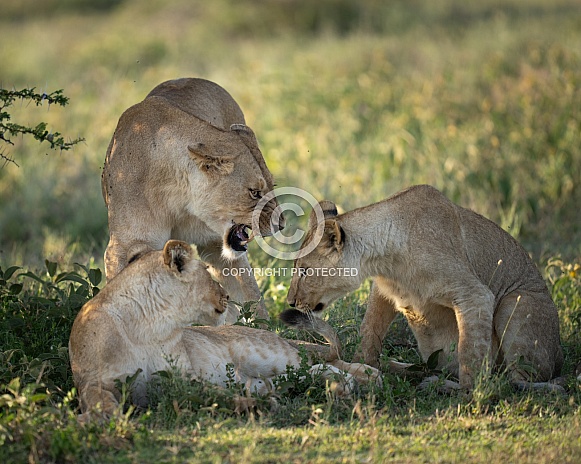 Lioness scolding her cubs while playing