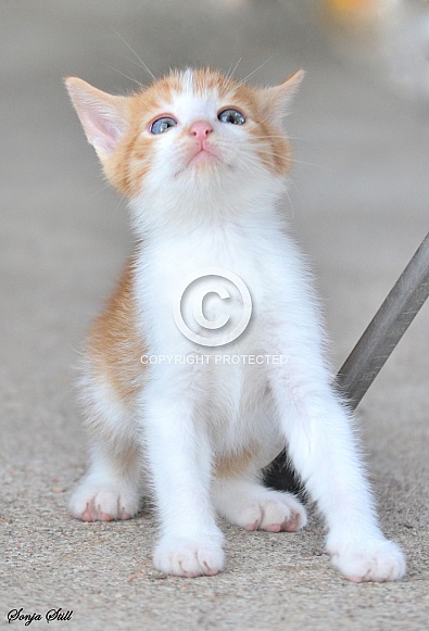Kitten