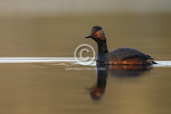 The black-necked grebe The black-necked grebe